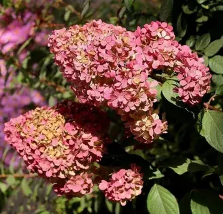 1ee731db-a3fe-4dcd-b54d-cf8c1fabdc69-i-2026-08-05t083148.350.webp