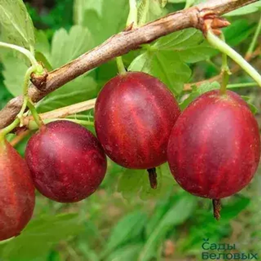 Крыжовник Сириус