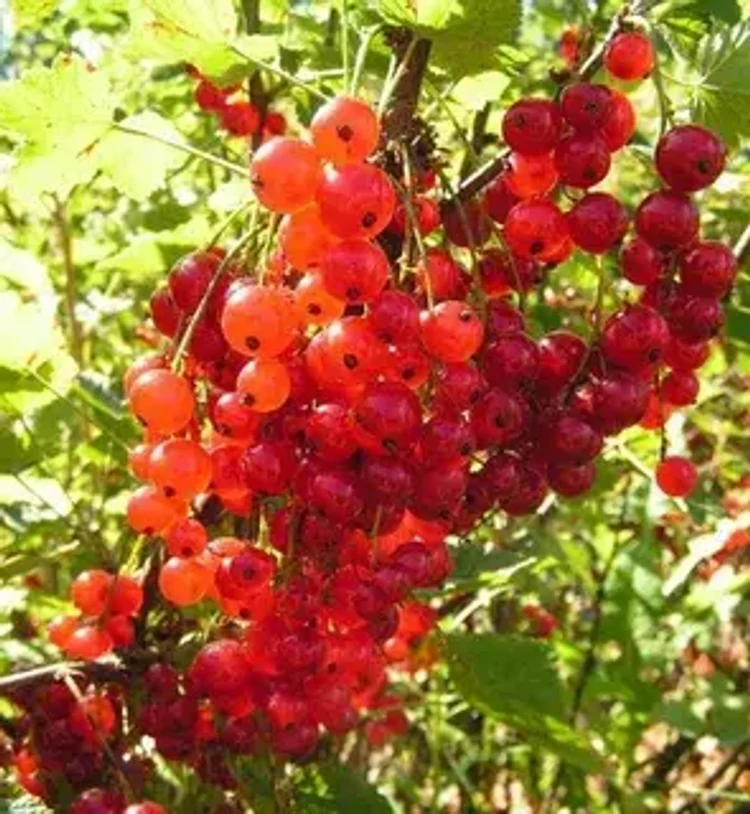 99a42a1d-88f0-45cb-a8cf-173effb98c12-i-2026-08-12t151419.507.webp