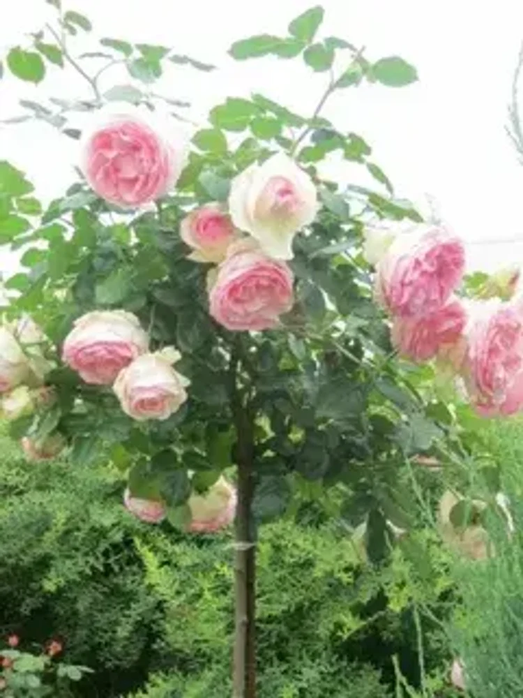 5ae3ade0-85ee-4544-b677-d6b6d4d302fa-i-2026-08-13t113623.511.webp