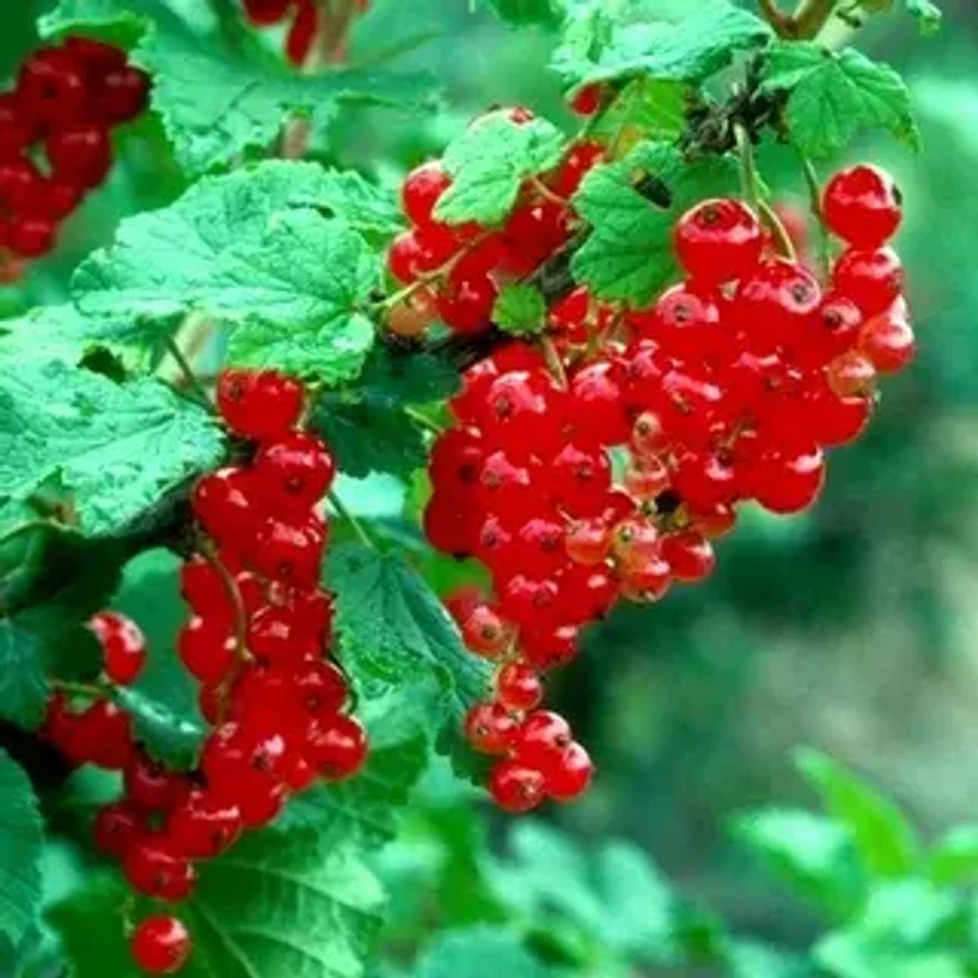 Смородина Огни Урала