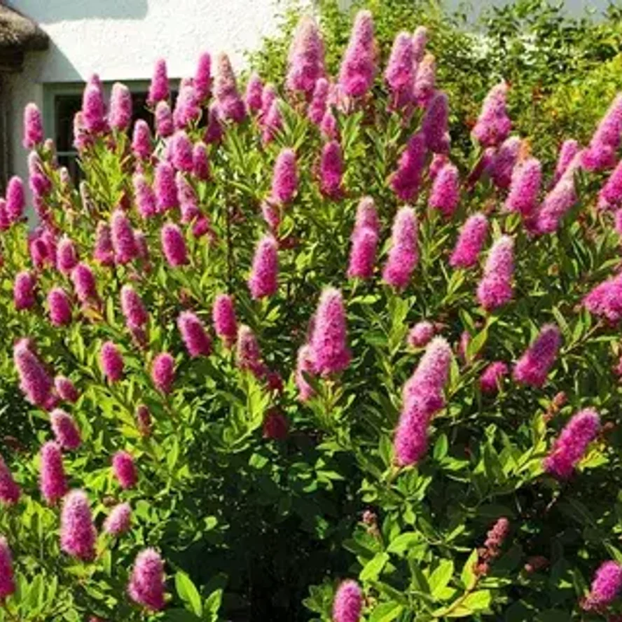 Спирея Билларда (Spiraea × billardii)