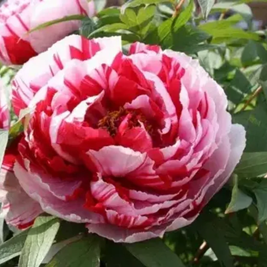 🌸 Пион древовидный «Ред виз Пинк»