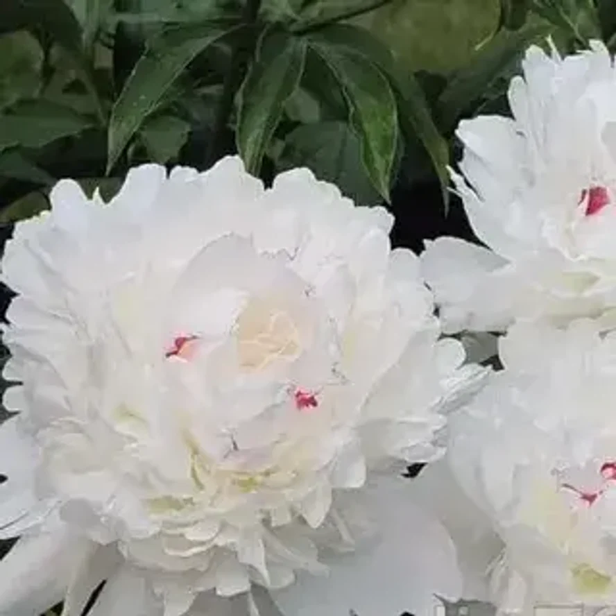 🌸 Пион древовидный «Мария»