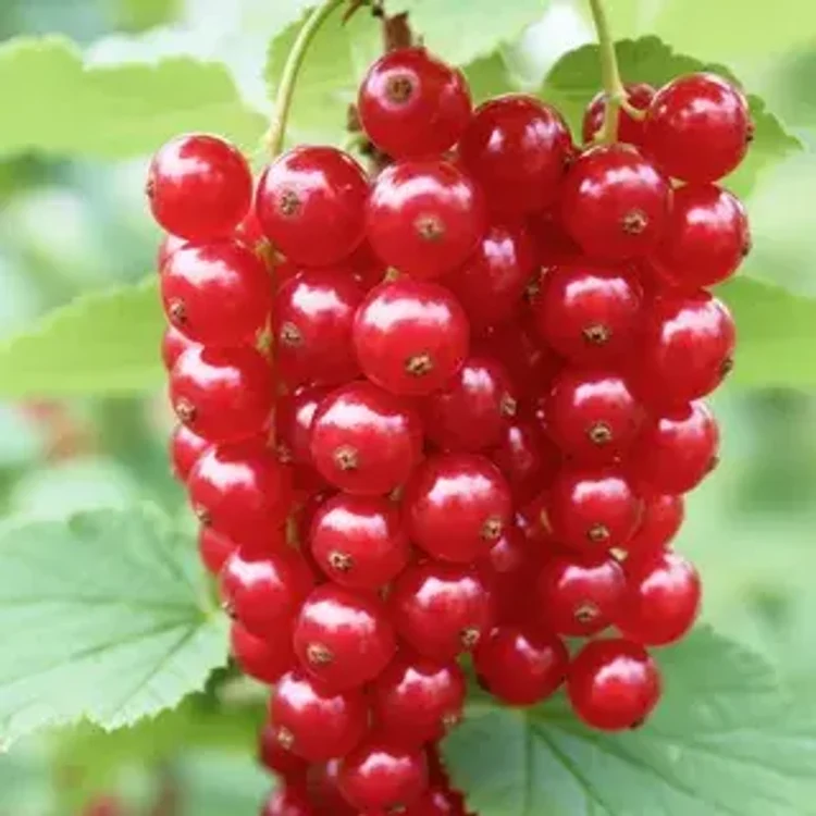 733b5c24-caf9-43c4-b17a-7064775dd7db-i-2026-08-12t153923.751.webp