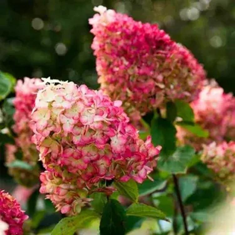 d35c82ed-1ce1-4658-9d99-1315d0e47345-i-2026-08-04t160703.772.webp