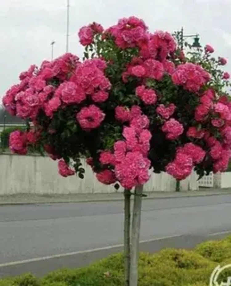 b48cf533-17f0-4a65-adaf-82431972da5d-i-2026-08-13t110326.484.webp