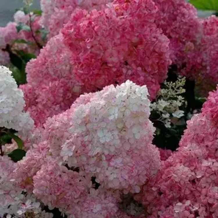 37814e90-1a4d-4472-9f9c-72a2e7fdbf48-i-2026-08-04t142000.115.webp