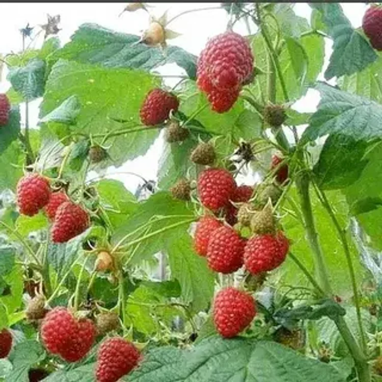 b3e7db46-3d18-4460-b3b0-33b281558ce1-i-86.webp