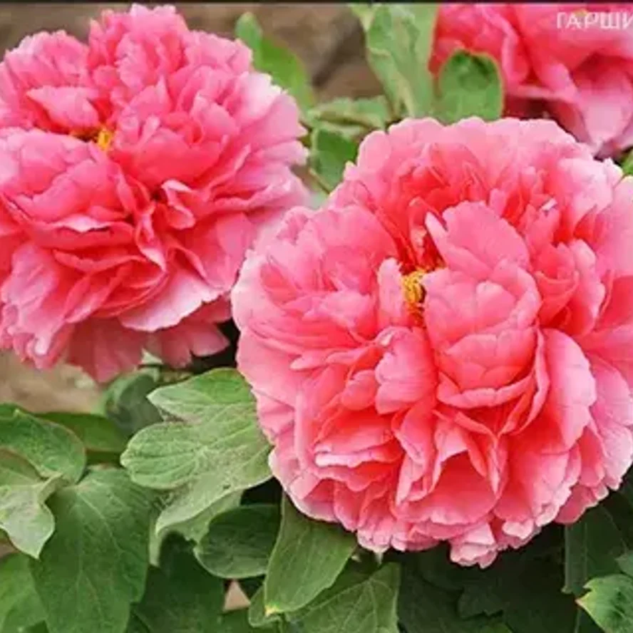 🌸 Пион древовидный «Коралловый остров»