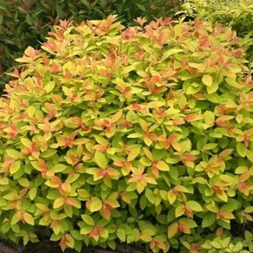 Спирея японская «Макрофилла» (Spiraea japonica 'Macrophylla')