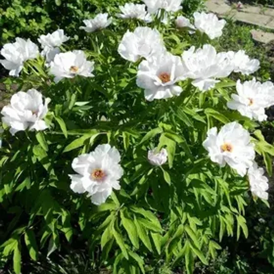 🌸 Пион древовидный «Белый феникс»