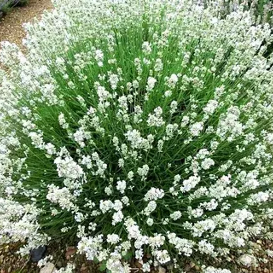 Лаванда узколистная белая (Lavandula angustifolia 'Alba' / 'Elegance Snow')