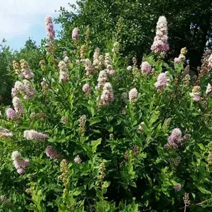 Спирея иволистная (Spiraea salicifolia)