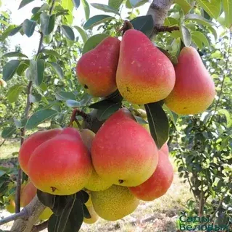 e7bb980c-b7cf-4996-9e0c-d67d1cb4c8c2-i-2026-09-08t111933.338.webp