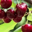 442a17c8-2f6a-4b96-a223-bd2f16ce0995-i-2026-09-08t104114.244.webp