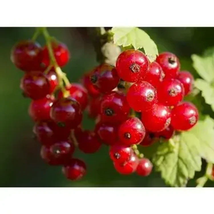 48f11f45-993e-49e2-b684-a777851edae7-i-2026-08-12t154931.935.webp