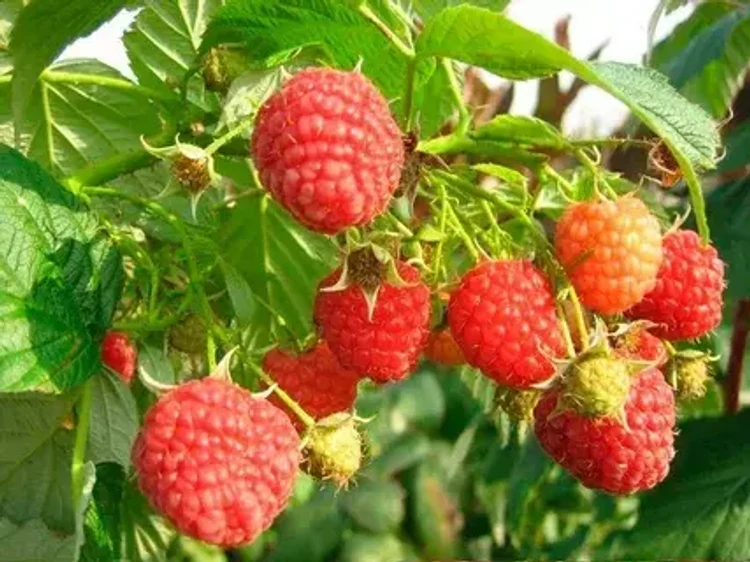 0e274ad1-a68e-401b-aabf-44b191fb5fd9-i-66.webp