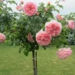d237d9b5-2584-46cb-9ea0-f765a819ad61-i-2026-08-13t090017.161.webp
