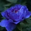d503c7f6-a31a-4c81-9579-84ac0f12a326-i-2026-08-12t121305.235.webp