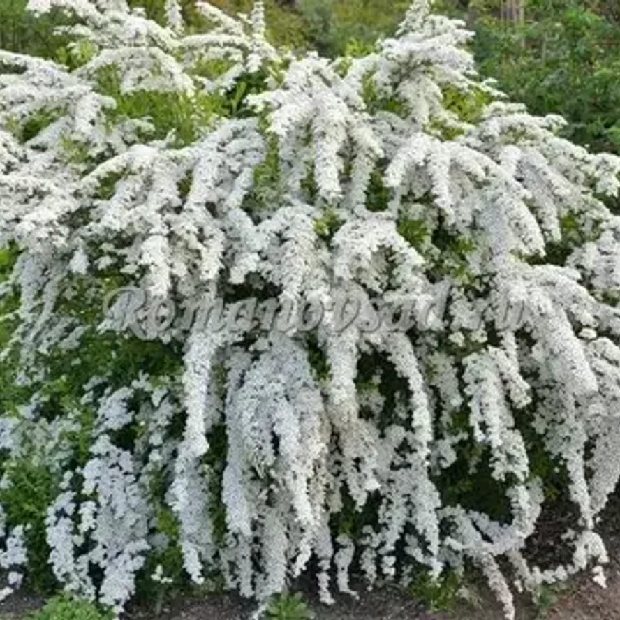 Спирея Аргутта (Spiraea × arguta)