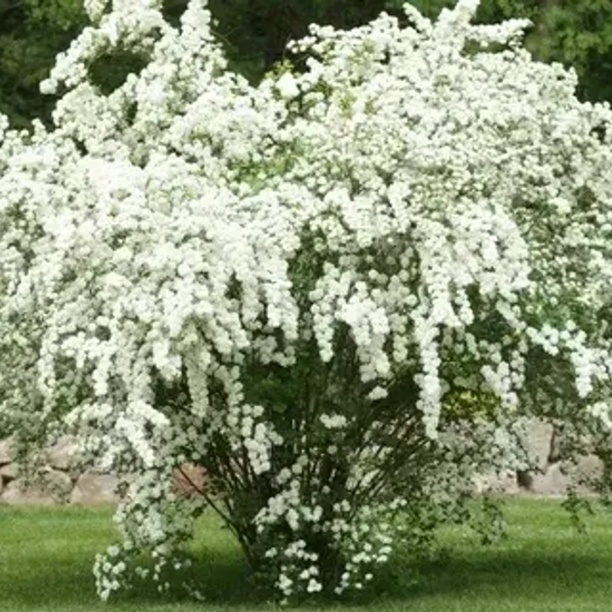 Спирея Вангутта (Spiraea × vanhouttei)