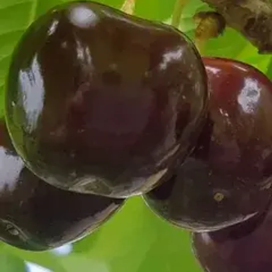 Черешня Бычье Сердце