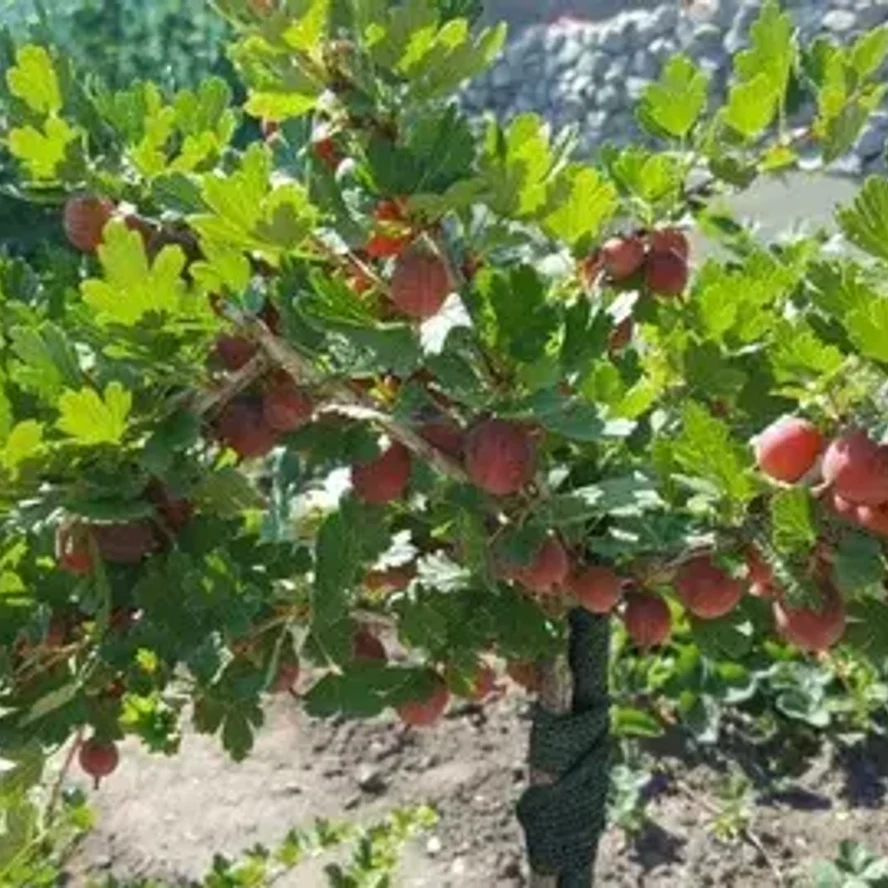 Крыжовник штамбовый «Кооператор»