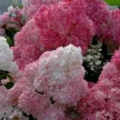 37814e90-1a4d-4472-9f9c-72a2e7fdbf48-i-2026-08-04t142000.115.webp