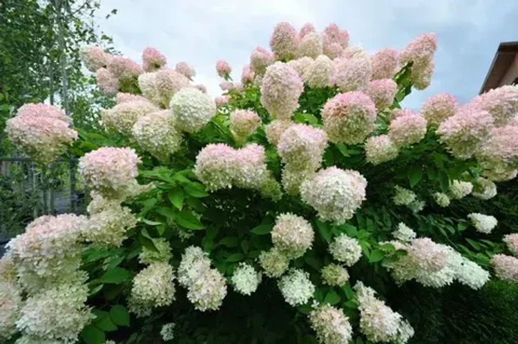 212a2619-b365-4cbe-ba29-7718e43df7db-i-2026-08-05t103935.911.webp