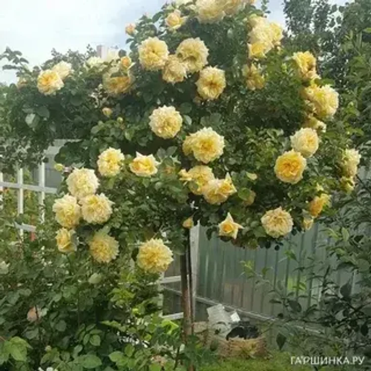 60185b00-d282-4833-a427-993dd1f74379-i-2026-08-12t145922.270.webp