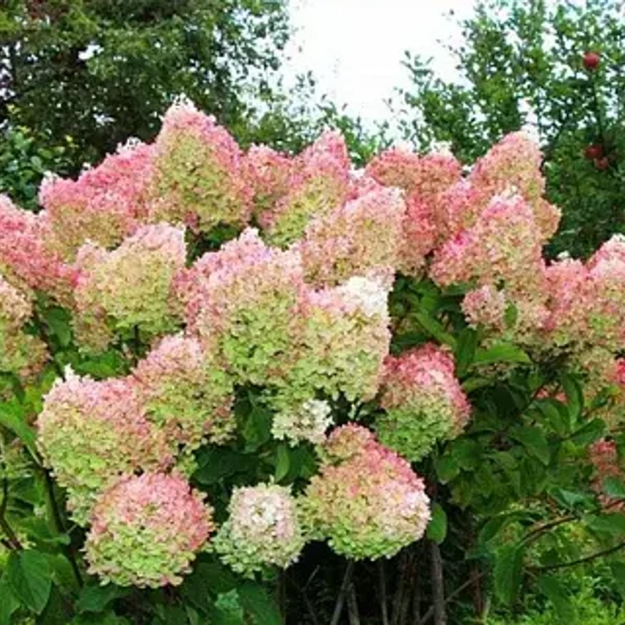 Гортензия метельчатая Грандифлора (Grandiflora)