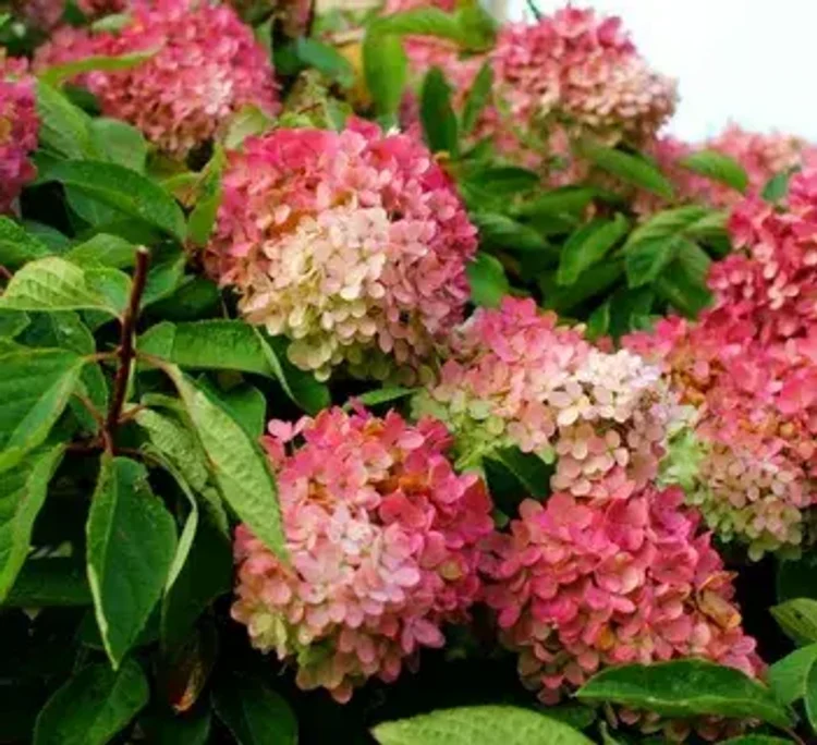 f726d4fe-fe18-4fa8-b917-c0e19cc2e2d7-i-2026-08-04t120231.704.webp
