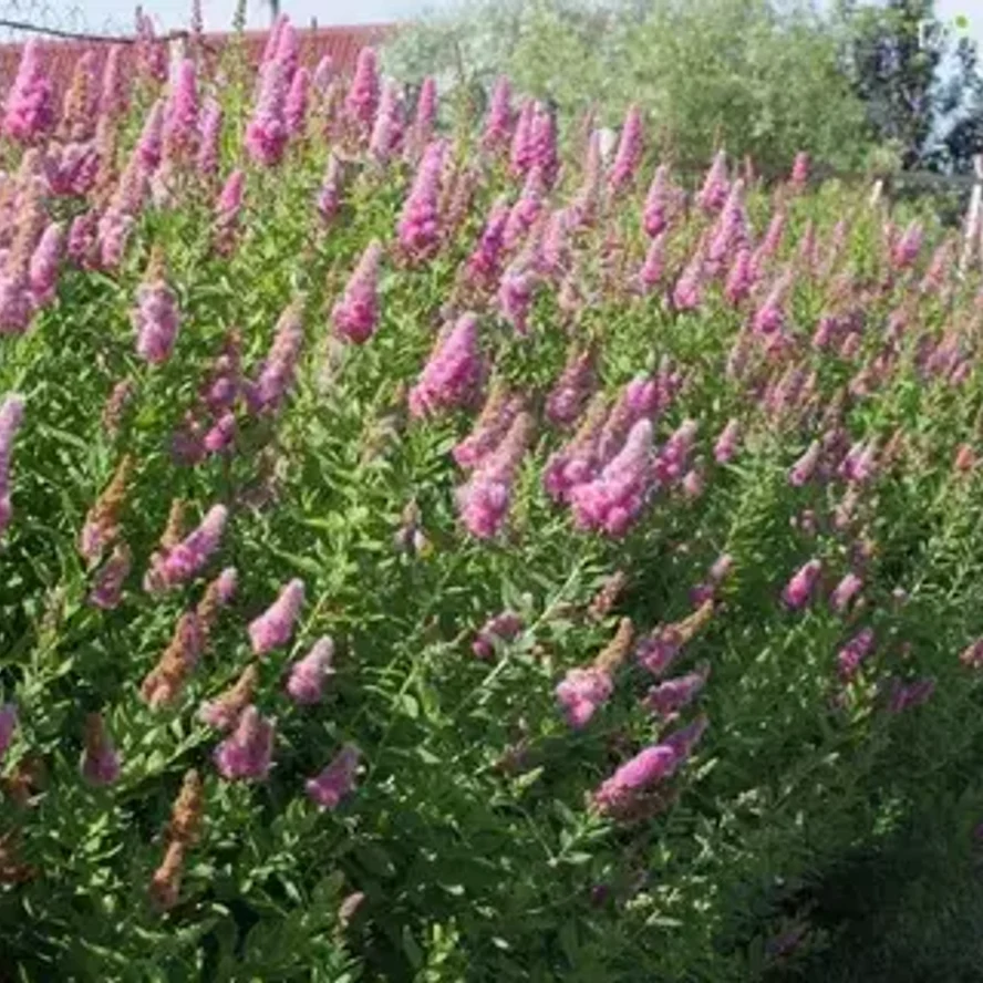 Спирея Дугласа (Spiraea douglasii)