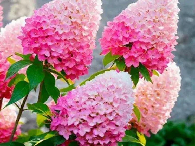 bd8d08a8-286c-44c5-b58b-5a8bf5420fa1-i-2026-08-04t113604.483.webp