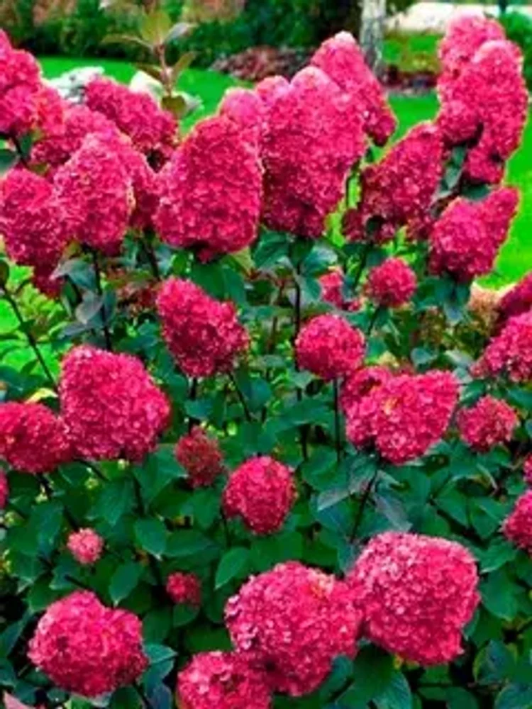 1dd2dd15-ee43-4db2-a5d5-4fddcb0ca43a-i-2026-08-05t101556.782.webp