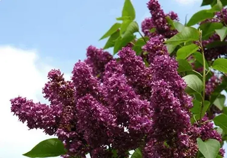 b3c03148-3f60-4084-8e60-058200ca6f95-i-2026-08-07t091312.313.webp