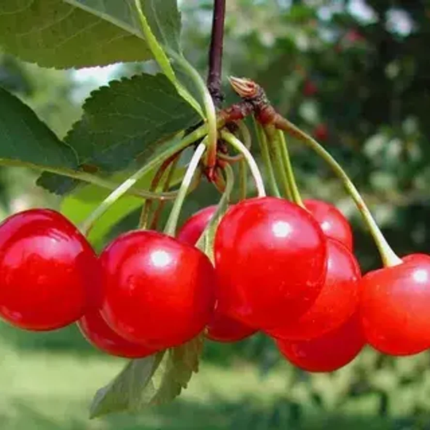 Вишня Шпанка