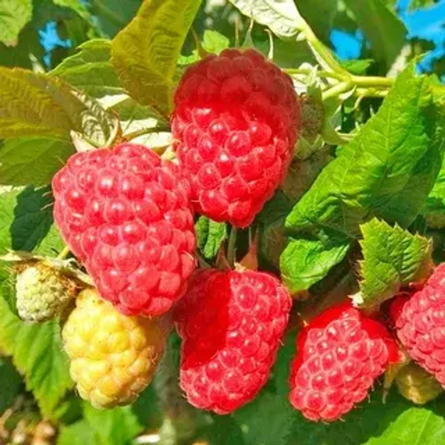 Малина Соколица