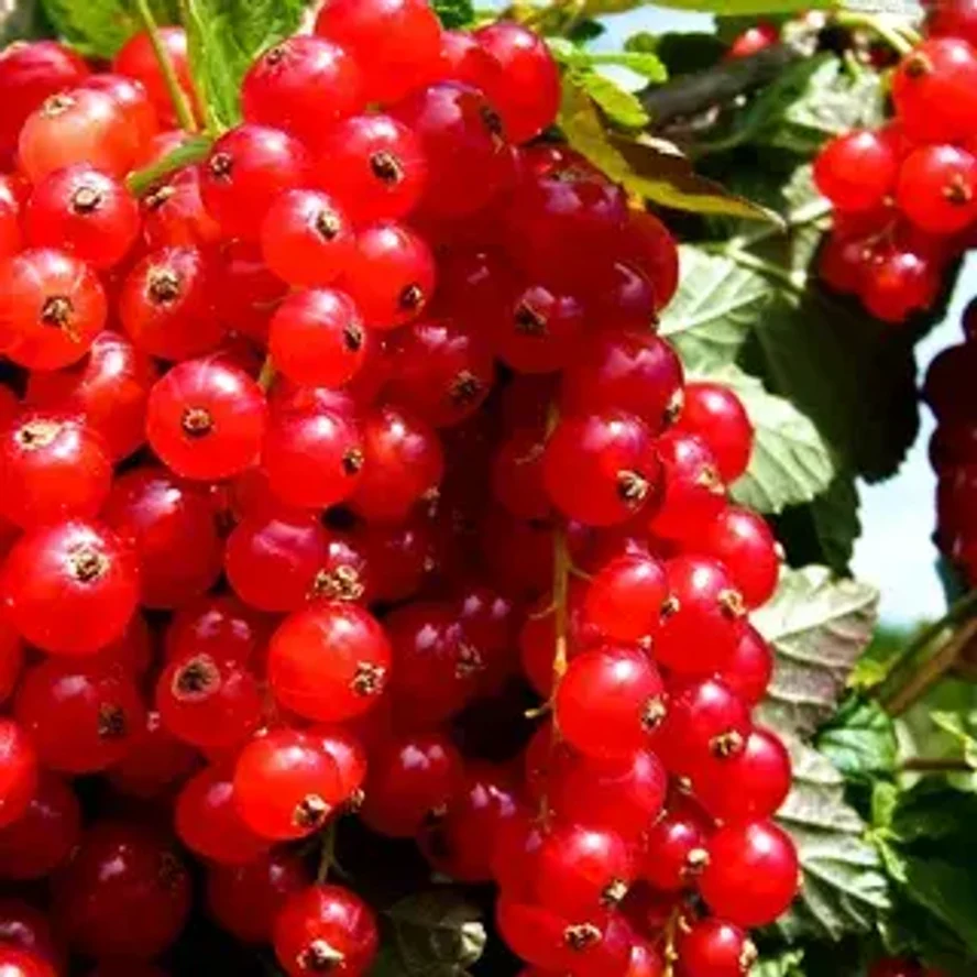 Смородина Длиннокистная