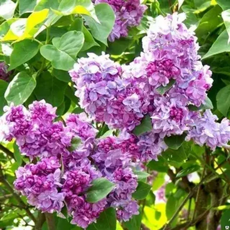 4d7e2199-c8b3-4798-943c-ccf7efe039ea-i-2026-08-07t090018.935.webp