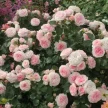 b1012679-c1d0-4431-9779-1f93777debb0-i-2026-08-13t112607.465.webp