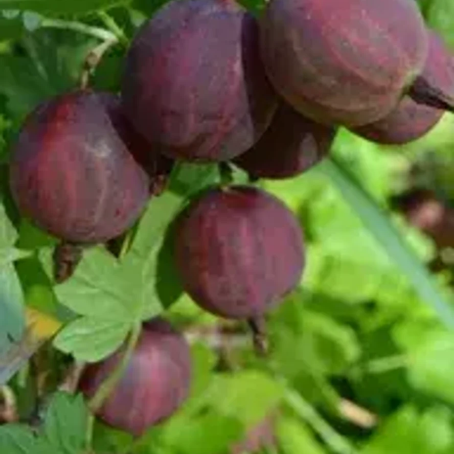 Крыжовник Командор