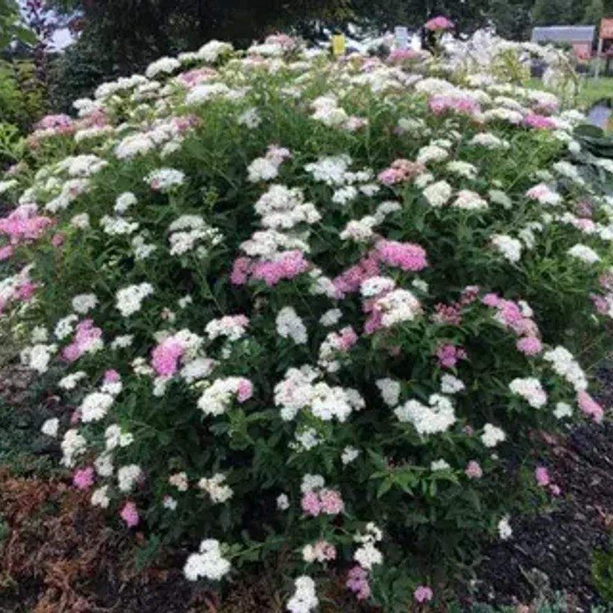 Спирея японская «Широбана» (Spiraea japonica 'Shirobana')