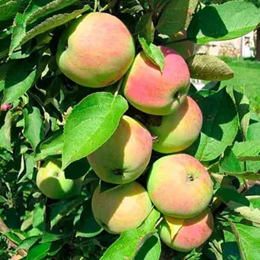 Яблоня Президент