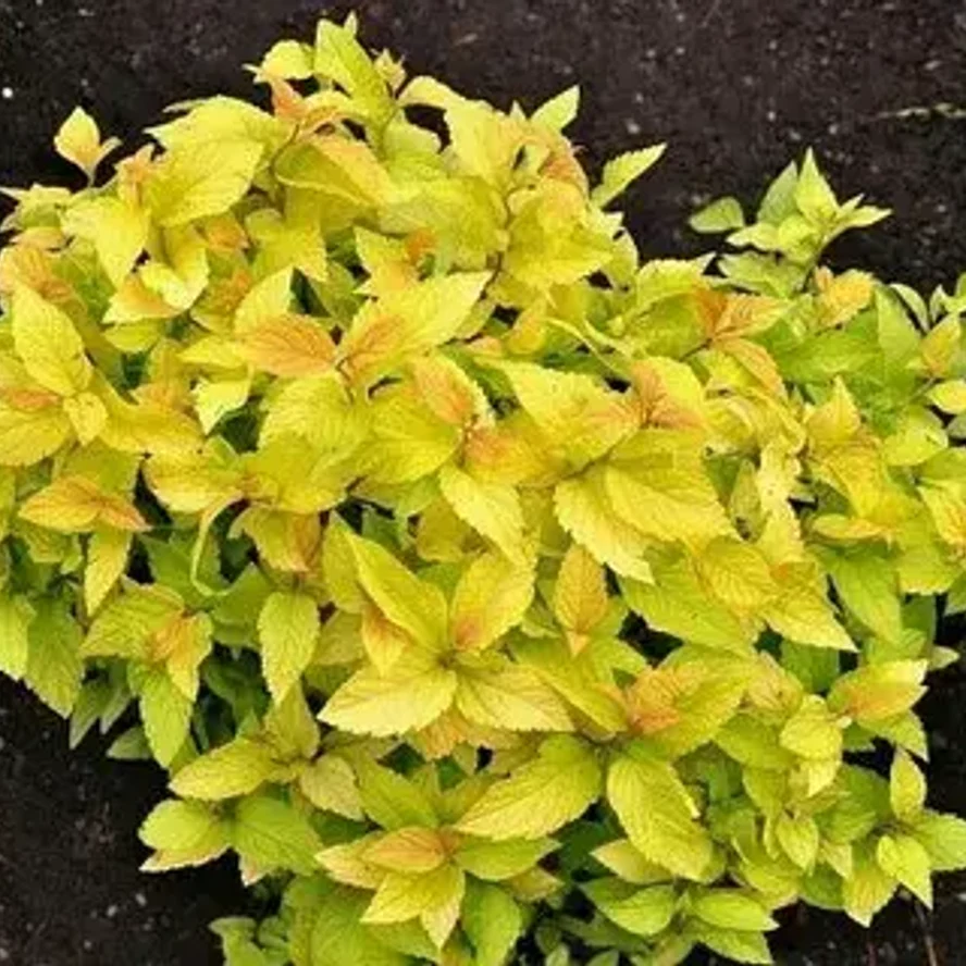 Спирея японская «Канделайт» (Spiraea japonica 'Candlelight')