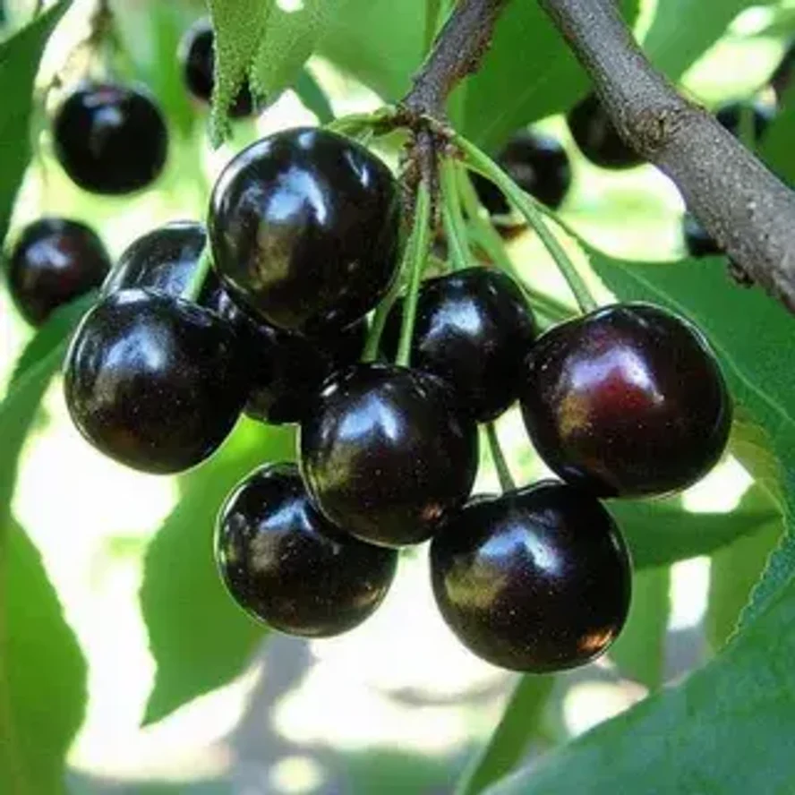 Черешня Черная Ранняя