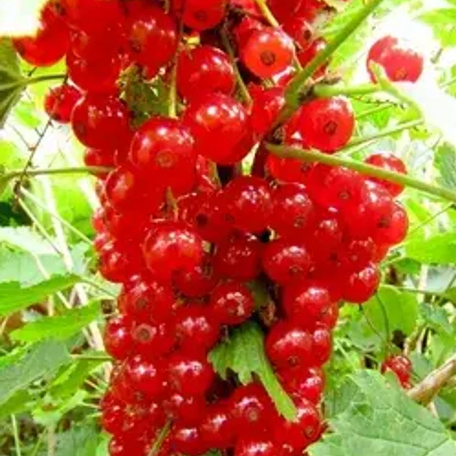 Смородина Щедрая