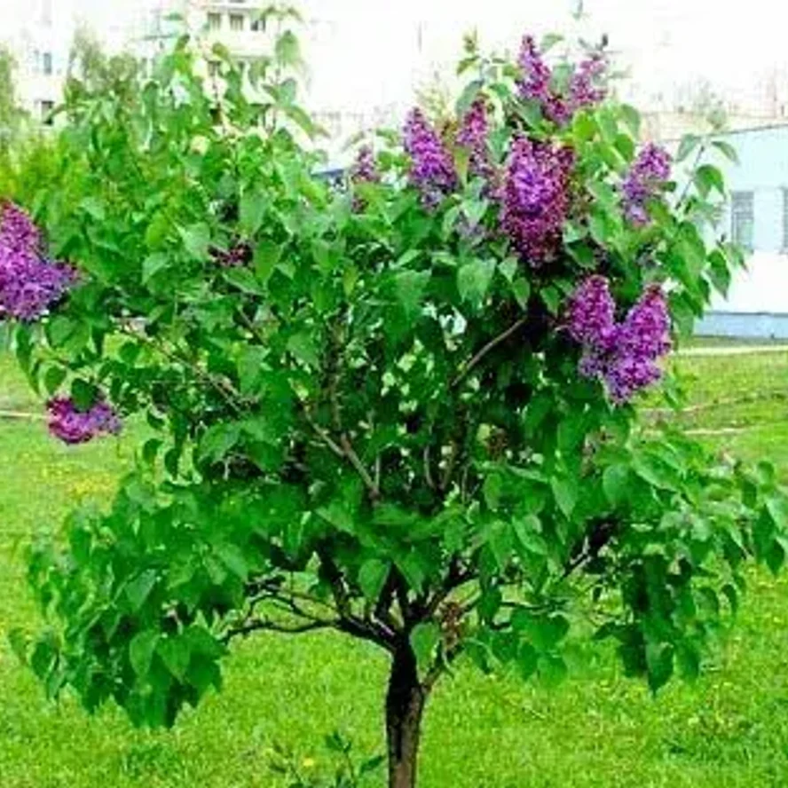 Сирень Шарль Жоли (штамбовая форма)