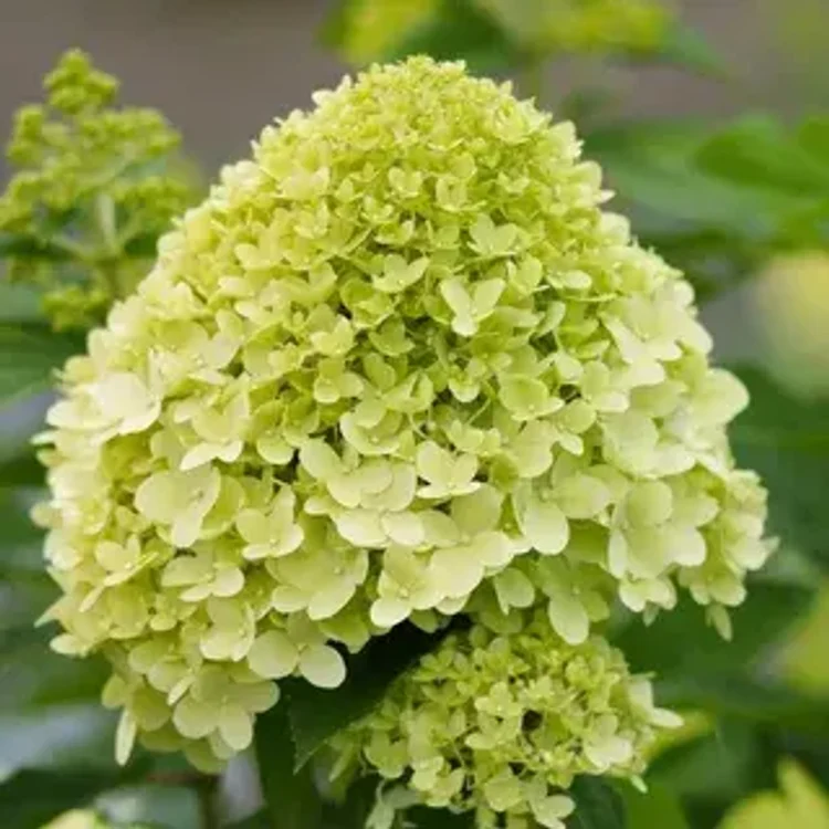 77524c4c-8a22-4889-9e77-c0e020da43d1-i-2026-08-04t114245.368.webp